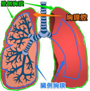 肺胸膜
